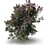 Cotinus Dusky Maiden