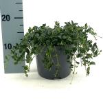 Vinca minor 'Elisa'