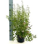 Symphoricarpos d. 'Mother of Pearl'