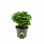 Euphorbia amygdal. robbiae