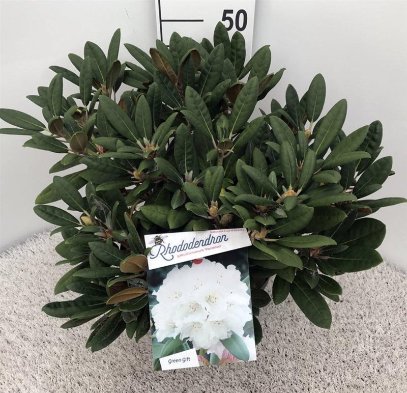 Rhododendron (Y) 'Porzellan'