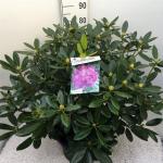 Rhododendron 'Catawb. Boursault'