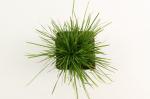 Deschampsia cespitosa