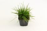Deschampsia cespitosa
