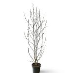Magnolia kobus