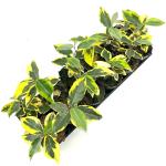 Elaeagnus ebb. 'Gilt Edge'