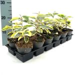 Elaeagnus ebb. 'Gilt Edge'