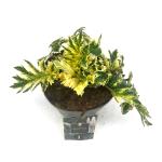 Acanthus 'Whitewater'
