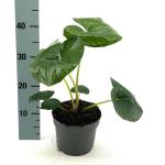 Farfugium japonicum giganteum