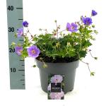 Geranium Rozanne