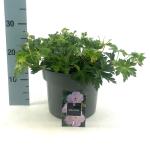 Geranium Rozanne
