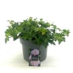 Geranium Rozanne