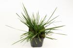 Deschampsia cesp. 'Goldschleier'