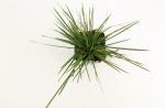 Deschampsia cesp. 'Goldschleier'