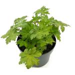 Geranium macr. 'Spessart'