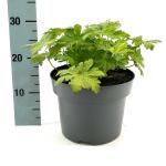 Geranium macr. 'Spessart'