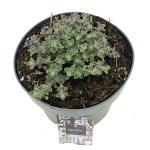 Nepeta 'Six Hills Giant'