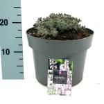 Nepeta 'Six Hills Giant'