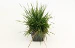 Deschampsia cesp. 'Goldtau'