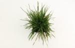 Deschampsia cesp. 'Goldtau'