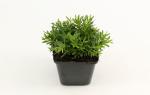 Dianthus delt. 'Albiflorus'