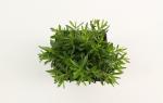 Dianthus delt. 'Albiflorus'