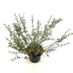 Salix repens nitida