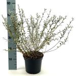 Salix repens nitida