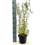 Salix 'Erythroflexuosa'