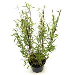 Salix babylonica 'Tortuosa'