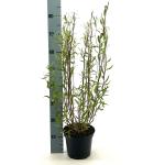 Salix babylonica 'Tortuosa'