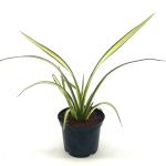 Phormium cook. 'Cream Delight'