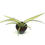 Phormium cook. 'Cream Delight'
