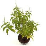 Elsholtzia stauntonii 'Alba'