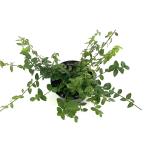 Euonymus fortunei