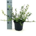 Euonymus fortunei