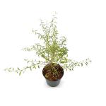 Lycium barbarum Little Goji