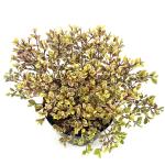 Lophomyrtus ralphii Golden Dragon