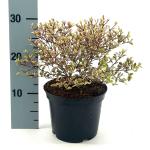 Lophomyrtus ralphii Golden Dragon