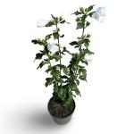 Hibiscus syr. 'William R. Smith', wit