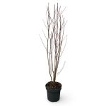 Styphnolobium japonicum