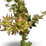 Acer pal. 'Summer Gold'