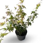 Acer pal. 'Summer Gold'