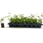 Kerria jap. 'Pleniflora', 40 gaats