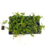 Kerria jap. 'Pleniflora', 40 gaats