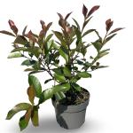 Photinia fraseri 'Red Robin'