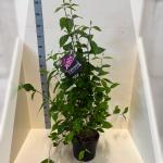 Callicarpa bod. 'Profusion'