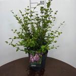 Syringa meyeri 'Palibin'