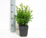 Buxus sempervirens