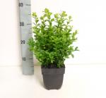 Buxus sempervirens